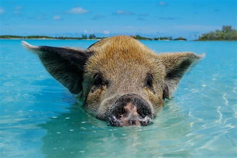 pigs in nassau|Nassau Pigs: How to go Swimming with Pigs in the Bahamas